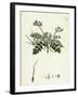 Erodium Moschatum Musk Stork'S-Bill-null-Framed Giclee Print