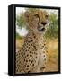 Erongo Region, Damarland, A Cheetah, Namibia-Mark Hannaford-Framed Stretched Canvas