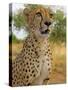 Erongo Region, Damarland, A Cheetah, Namibia-Mark Hannaford-Stretched Canvas