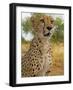 Erongo Region, Damarland, A Cheetah, Namibia-Mark Hannaford-Framed Photographic Print