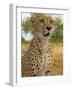 Erongo Region, Damarland, A Cheetah, Namibia-Mark Hannaford-Framed Photographic Print