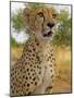 Erongo Region, Damarland, A Cheetah, Namibia-Mark Hannaford-Mounted Photographic Print