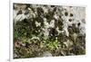 Erophila verna/Draba verna/Spring Drave-null-Framed Photographic Print