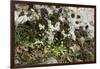 Erophila verna/Draba verna/Spring Drave-null-Framed Photographic Print