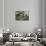 Erophila verna/Draba verna/Spring Drave-null-Framed Stretched Canvas displayed on a wall