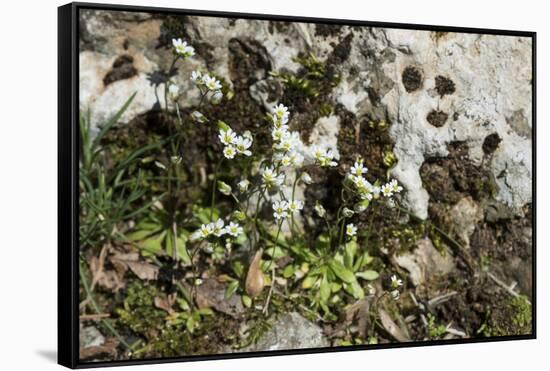 Erophila verna/Draba verna/Spring Drave-null-Framed Stretched Canvas