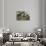 Erophila verna/Draba verna/Spring Drave-null-Stretched Canvas displayed on a wall