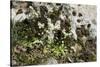 Erophila verna/Draba verna/Spring Drave-null-Stretched Canvas