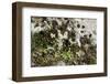 Erophila verna/Draba verna/Spring Drave-null-Framed Photographic Print