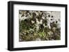 Erophila verna/Draba verna/Spring Drave-null-Framed Photographic Print