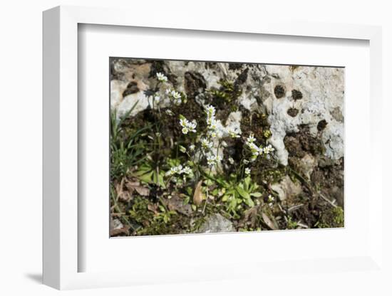 Erophila verna/Draba verna/Spring Drave-null-Framed Photographic Print