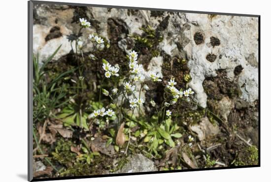 Erophila verna/Draba verna/Spring Drave-null-Mounted Photographic Print
