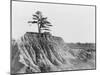 Erosion near Jackson, Mississippi, 1936-Walker Evans-Mounted Photographic Print