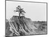 Erosion near Jackson, Mississippi, 1936-Walker Evans-Mounted Photographic Print