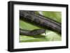 Erpeton Tentaculatum (Tentacled Snake)-Paul Starosta-Framed Photographic Print