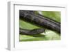 Erpeton Tentaculatum (Tentacled Snake)-Paul Starosta-Framed Photographic Print