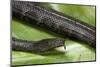 Erpeton Tentaculatum (Tentacled Snake)-Paul Starosta-Mounted Photographic Print