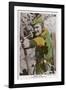 Errol Flynn as Robin Hood-null-Framed Photographic Print