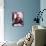 Errol Flynn-null-Stretched Canvas displayed on a wall