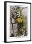 Erroll Flynn in "The Adventures of Robin Hood" 1938-null-Framed Art Print