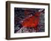 Erta Ale Fountaining Lava Lake, Danakil Depression, Ethiopia-null-Framed Photographic Print