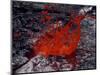 Erta Ale Fountaining Lava Lake, Danakil Depression, Ethiopia-null-Mounted Photographic Print