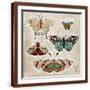Brown Frame