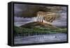 Eruption of Mauna Loa, Hawaii, Viewed from the Sea, 1870s-null-Framed Stretched Canvas