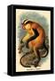 Erxleben's Guenon-G.r. Waterhouse-Framed Stretched Canvas