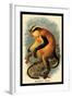 Erxleben's Guenon-G.r. Waterhouse-Framed Art Print