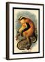 Erxleben's Guenon-G.r. Waterhouse-Framed Art Print