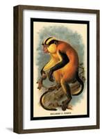 Erxleben's Guenon-G.r. Waterhouse-Framed Art Print