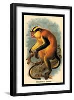 Erxleben's Guenon-G.r. Waterhouse-Framed Art Print