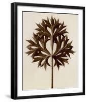 Eryngium Bourgatii, Eryngo-Karl Blossfeldt-Framed Art Print