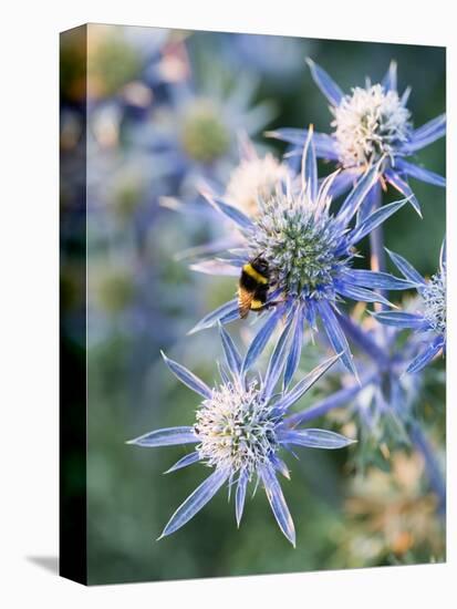 Eryngium BOURGATII 'PICOS BLUE'-Clive Nichols-Stretched Canvas