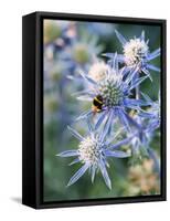 Eryngium BOURGATII 'PICOS BLUE'-Clive Nichols-Framed Stretched Canvas