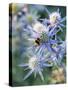 Eryngium BOURGATII 'PICOS BLUE'-Clive Nichols-Stretched Canvas