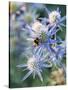 Eryngium BOURGATII 'PICOS BLUE'-Clive Nichols-Stretched Canvas