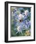 Eryngium BOURGATII 'PICOS BLUE'-Clive Nichols-Framed Photographic Print