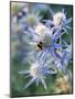 Eryngium BOURGATII 'PICOS BLUE'-Clive Nichols-Mounted Photographic Print