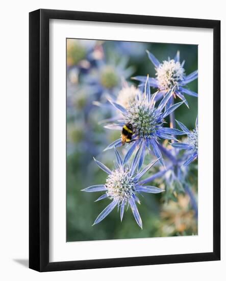 Eryngium BOURGATII 'PICOS BLUE'-Clive Nichols-Framed Photographic Print