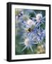 Eryngium BOURGATII 'PICOS BLUE'-Clive Nichols-Framed Photographic Print