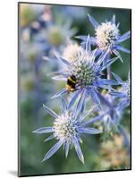 Eryngium BOURGATII 'PICOS BLUE'-Clive Nichols-Mounted Photographic Print