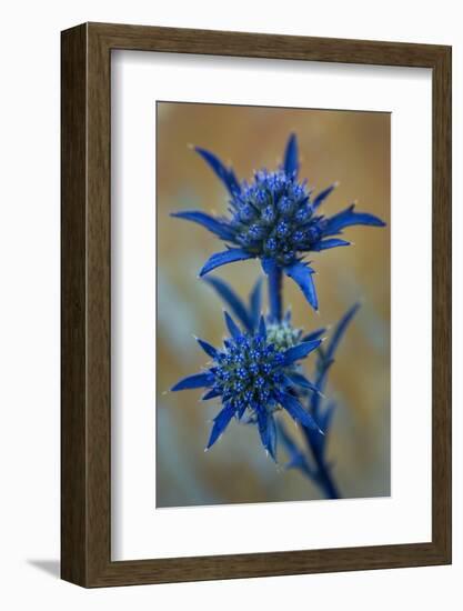 Eryngium Dilatatum in Flower, Alentejo, Np of South West Alentejano and Costa Vicentina, Portugal-Quinta-Framed Photographic Print