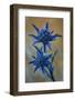 Eryngium Dilatatum in Flower, Alentejo, Np of South West Alentejano and Costa Vicentina, Portugal-Quinta-Framed Photographic Print