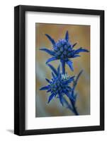 Eryngium Dilatatum in Flower, Alentejo, Np of South West Alentejano and Costa Vicentina, Portugal-Quinta-Framed Photographic Print