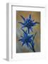 Eryngium Dilatatum in Flower, Alentejo, Np of South West Alentejano and Costa Vicentina, Portugal-Quinta-Framed Photographic Print