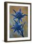 Eryngium Dilatatum in Flower, Alentejo, Np of South West Alentejano and Costa Vicentina, Portugal-Quinta-Framed Photographic Print