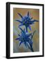 Eryngium Dilatatum in Flower, Alentejo, Np of South West Alentejano and Costa Vicentina, Portugal-Quinta-Framed Photographic Print