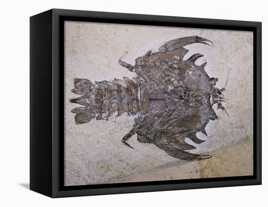 Eryon Arctiformis Crab Fossil-Naturfoto Honal-Framed Stretched Canvas